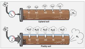 Biochar's contrasting effects on N2O emissions in acidic upland and flooded paddy soils