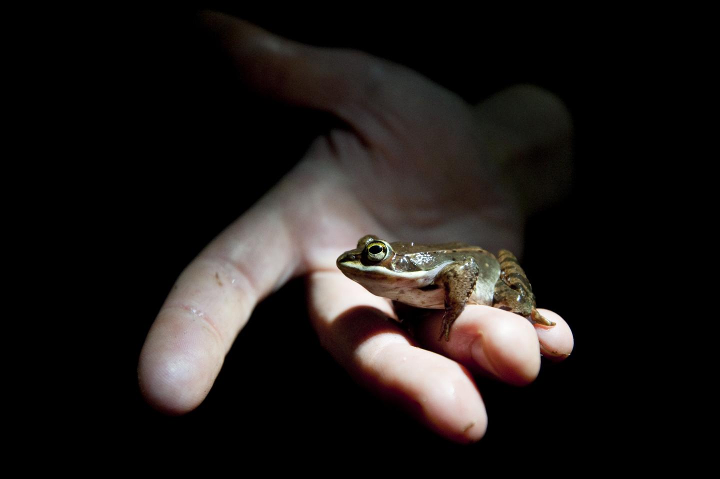 Frog