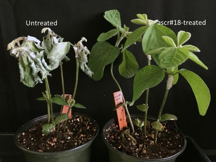 Plant treated and untreated by ascr#18