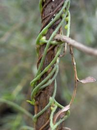 Parasitic Plants Controlling Weeds