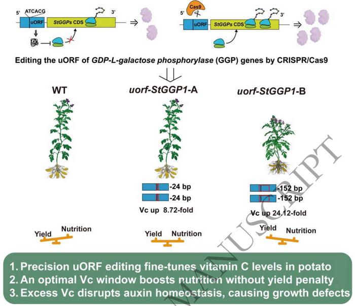 A schematic diagram illustrating the changes in Vc content mediated by CRISPR/Cas9-based genome editing of the uorf-StGGP1-A/B.