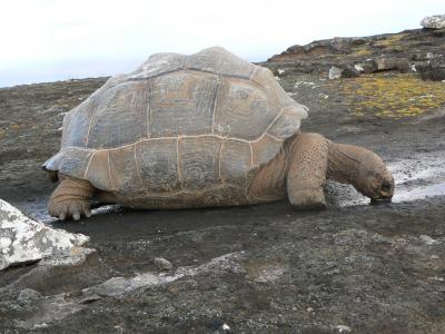 Special Issue on Earth's Disappearing Animals (12 of 13)