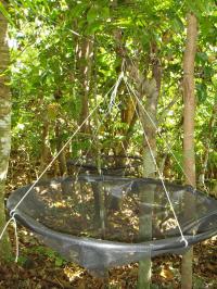 Seedtrap