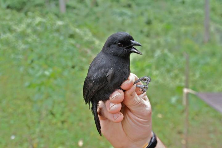Mountain Sooty Boubou