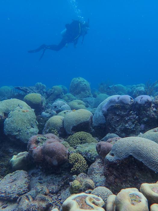 Corals in nearby more stable fringing reef