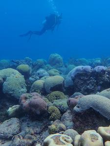 Corals in nearby more stable fringing reef