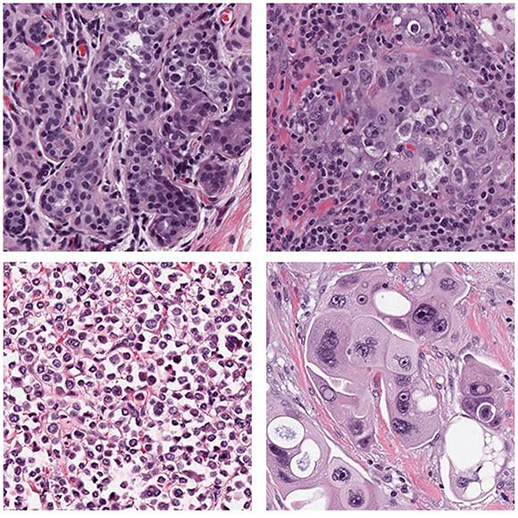 Cell image patches.