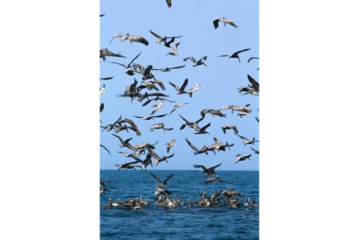 Pelicans