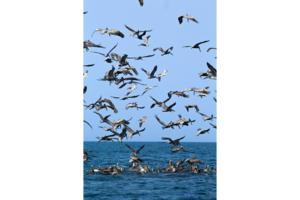 Pelicans