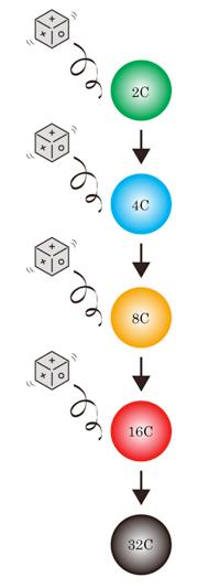 Dice Game for Endoreduplication of the Leaf Epidermal Cell