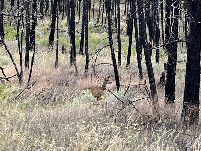 Mixed cheatgrass and mule deer