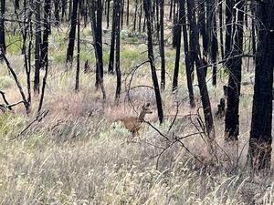 Mixed cheatgrass and mule deer