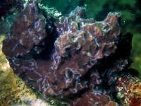 The host sponge in which the branching worm lives