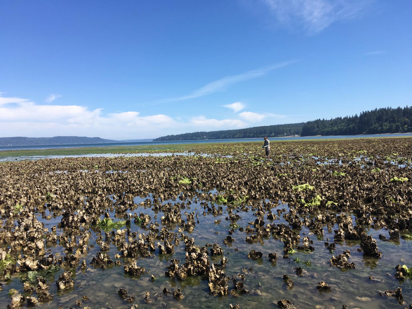 Oyster Bed