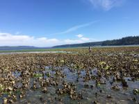 Oyster Bed
