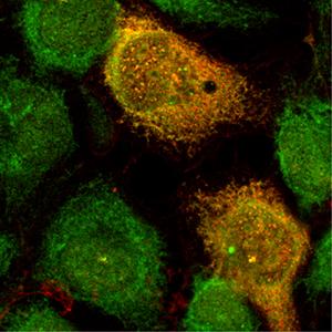 Study Reveals New, Potent Way to Boost Immunity and Fight Viruses