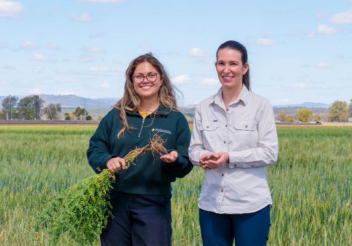 Dr Shanice Van Haeften (left) and Dr Millicent Smith (right) examine chickpea crop planted at Gatton southern Queensland.