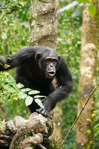 Chimpanzee vocalising