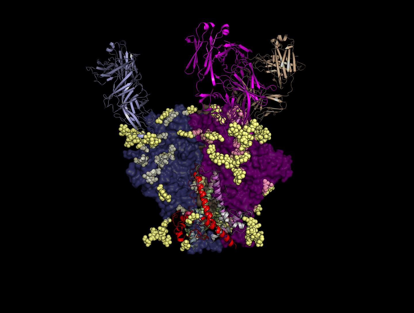 PGT121 Precursor