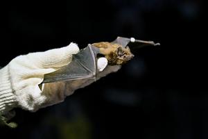 Common noctule - Nyctalus noctula