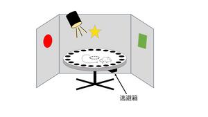 Barnes maze test_tooth loss and memory decline_mouse study