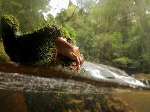 Tree frog 2