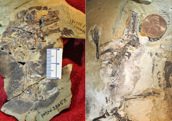 <i>Docofossor</i> and <i>Agilodocodon</i> Fossils