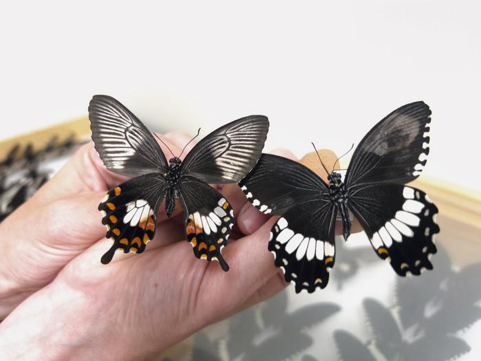 Butterfly comparison