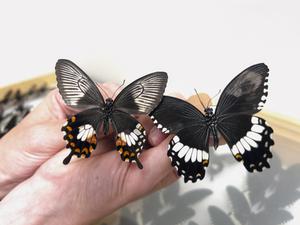 Butterfly comparison