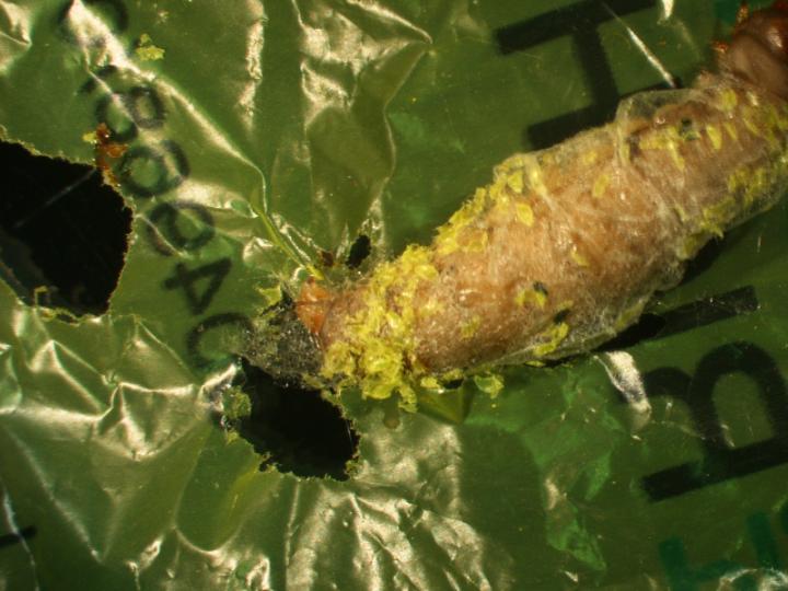 Wax Worm Chewing Plastic