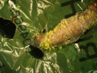 Wax Worm Chewing Plastic