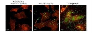 Image 2 – Two distinct patterns of attachment to human cells: Filamentous & Coating