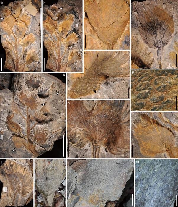 A 360-million-year-old Chinese fossil reveals the earliest leaf-borne ovules and illuminates the origin of Permian glossopterids