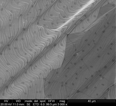 Microscope Image