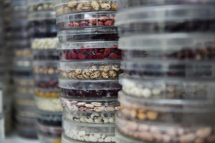 Bean Varieties