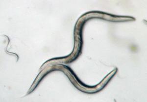 An image of two adult and one juvenile C. elegans worms
