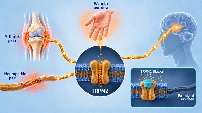 TRPM2 is a direct transducer for chronic pain
