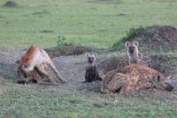 Group of hyenas