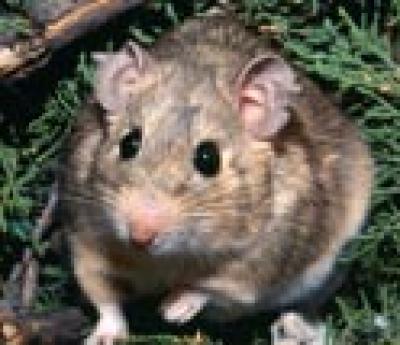 Woodrat