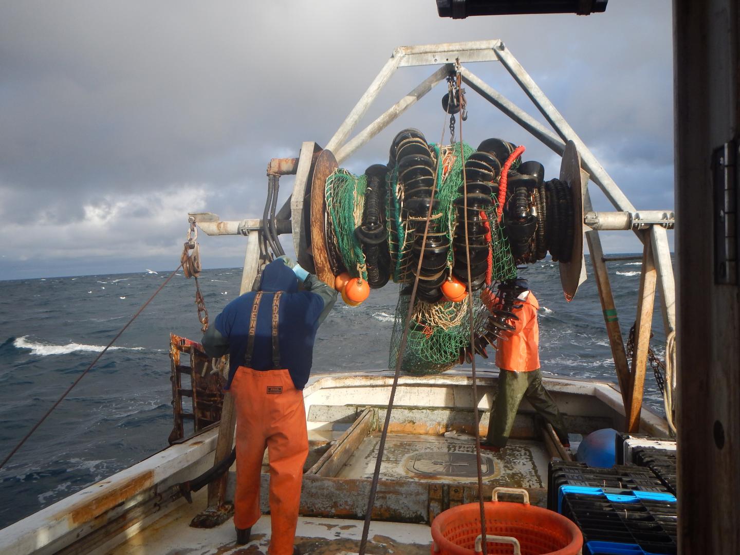 Cod Fishing in the Gulf of Maine