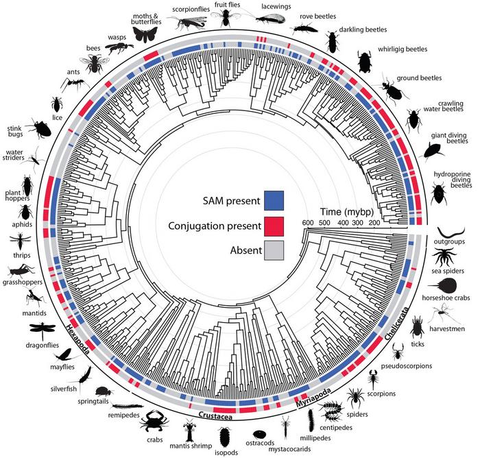 Evolutionary Timeline