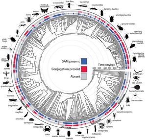 Evolutionary Timeline