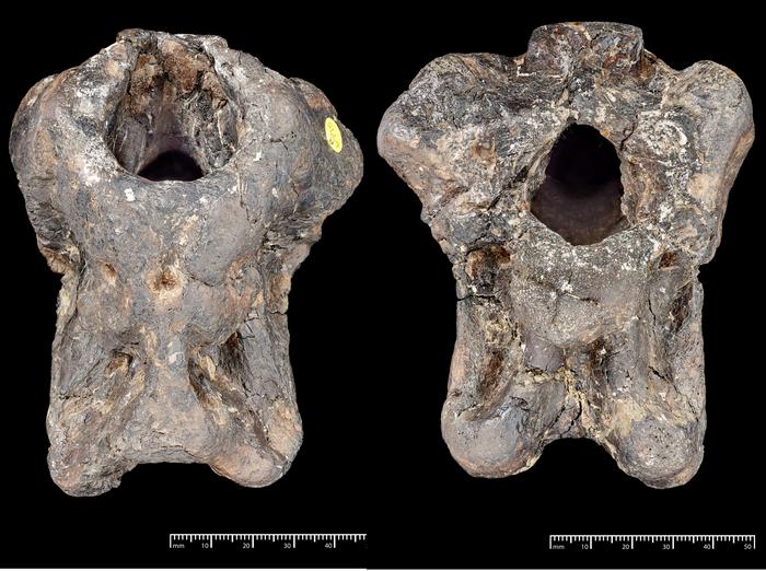 Invictibellatrix amberina fossil