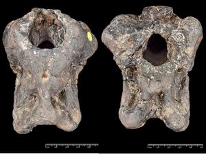Invictibellatrix amberina fossil