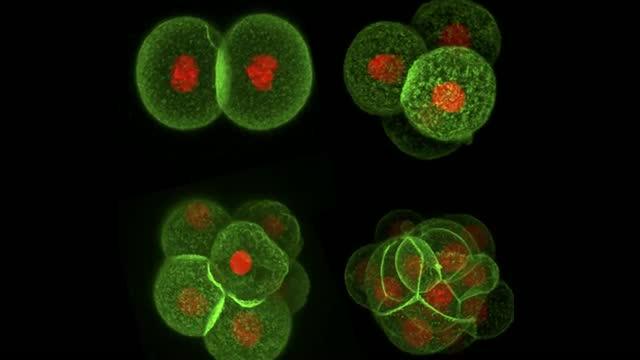 Solving the Mystery of Defective Embryos