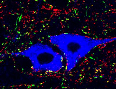 Ankle Motor Neurons