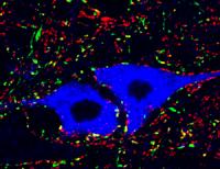 Ankle Motor Neurons
