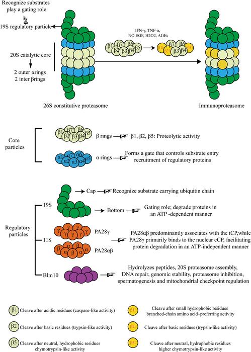 FIG 1