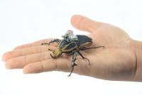 Beetle in Hand