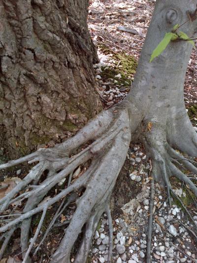 Oak Beech Grafting